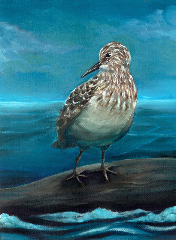 Bairds Sandpiper_withbleed WARREN PARTON