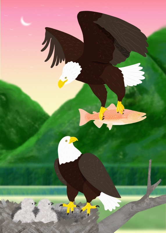 Bald eagle - Patricia Carrazana