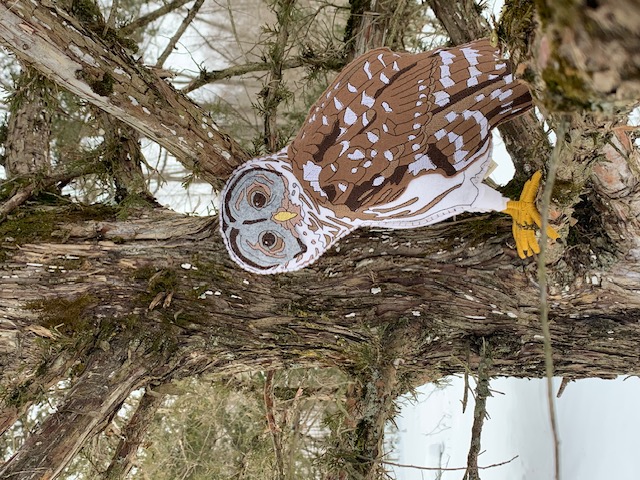 Barred owl - Lisa Hess