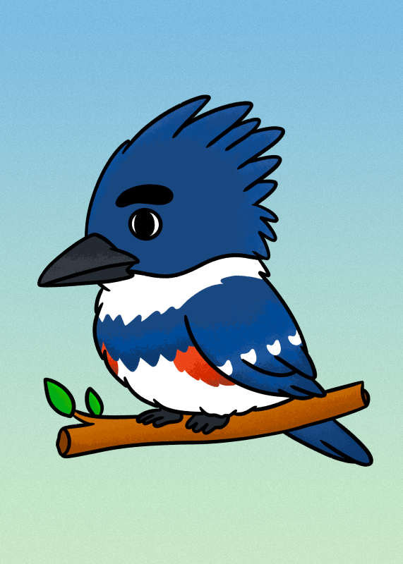 Belted kingfisher - Nafeeza Hassan