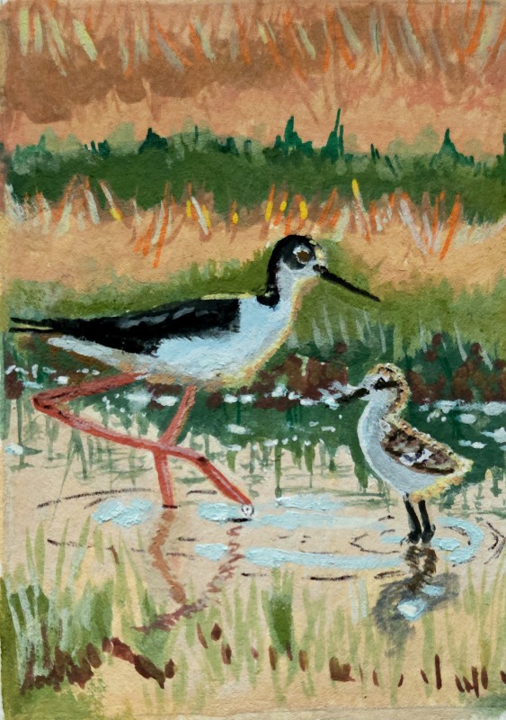 Black-necked stilt - Chanel Correa
