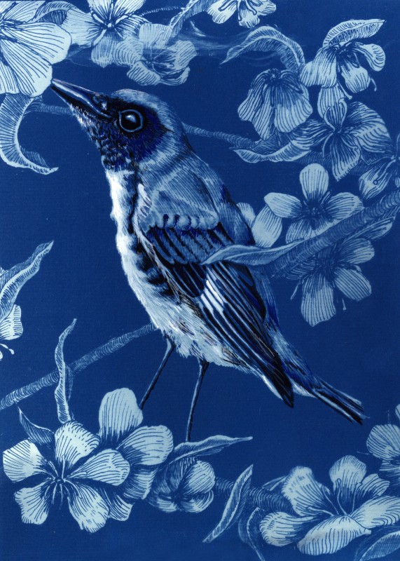 Black-throated blue warbler - Caitlin Servilio