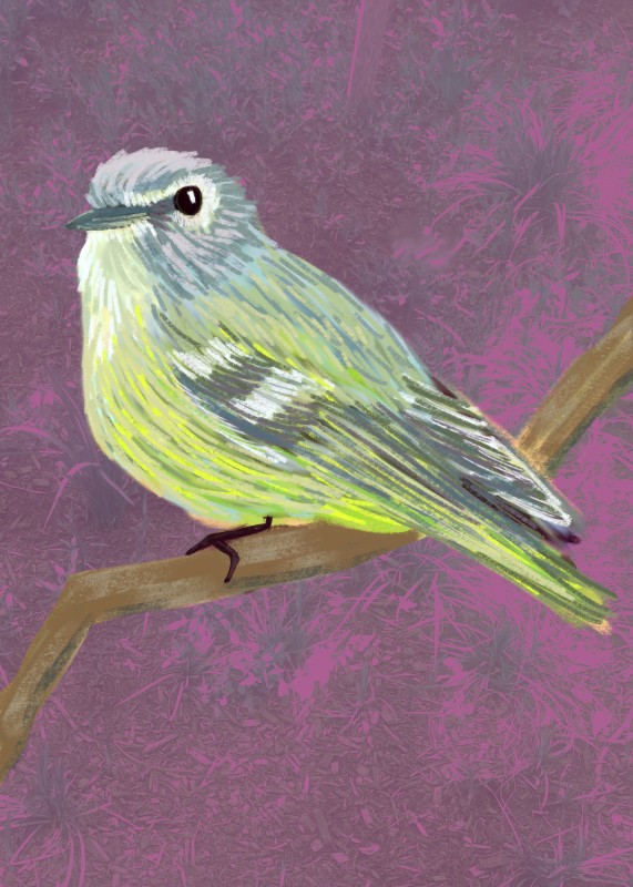 Blue-headed vireo - Dayjah Galia