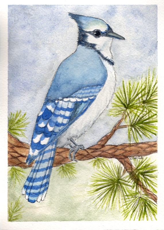 Blue jay - Carole Henell