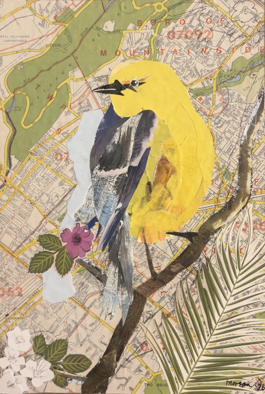 Blue-winged warbler - Morgan Robinson