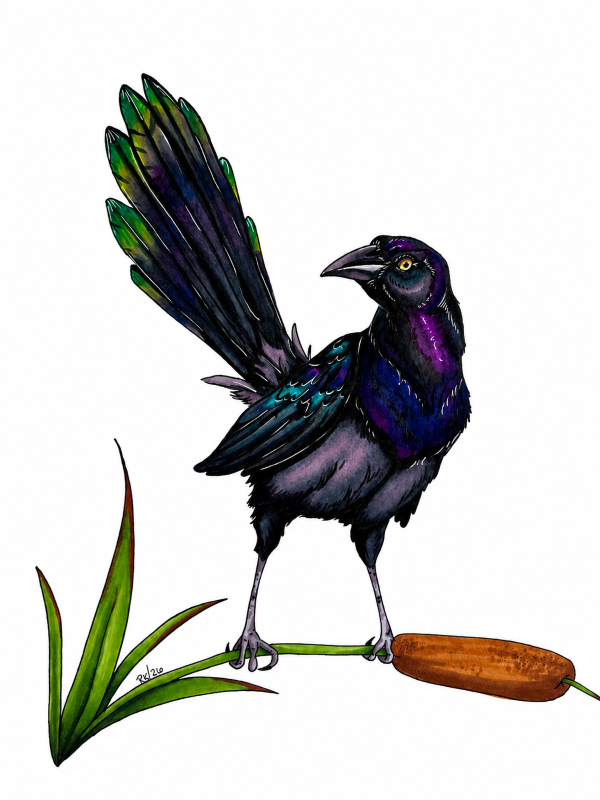 Boat-tailed grackle - Ronnie Kay Hughes