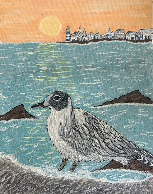Bonaparte's gull - Jessica Downes