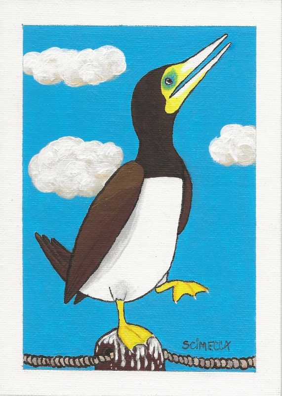 Brown booby - Shannon Scimecca