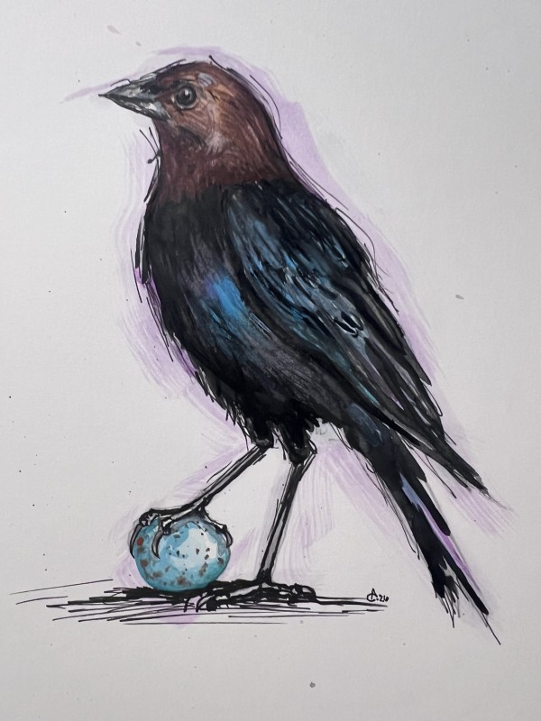 Brown-headed cowbird - Ashley Cook