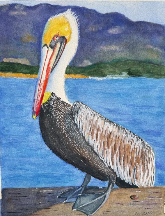 Brown pelican - Linda Laustsen