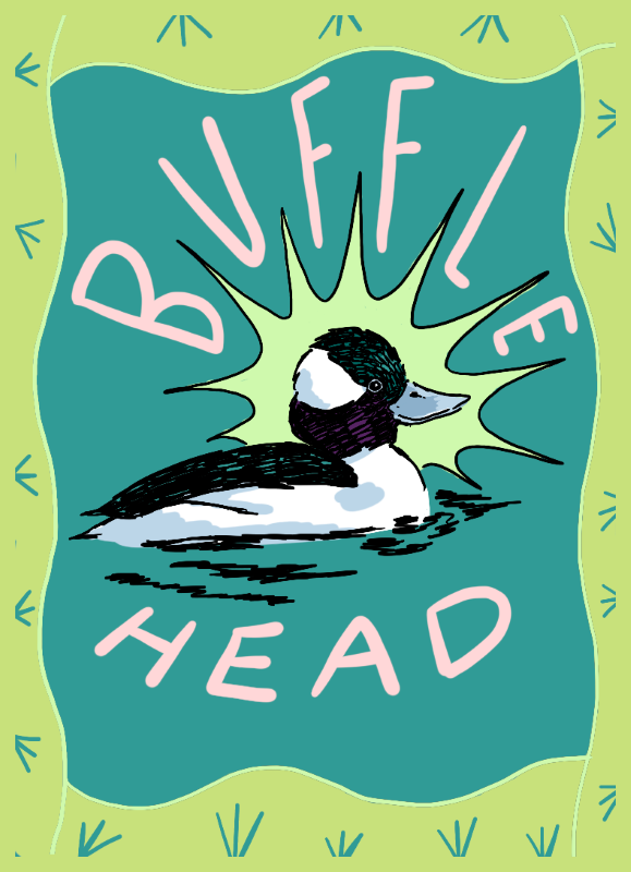 Bufflehead - Charlotte Fleming