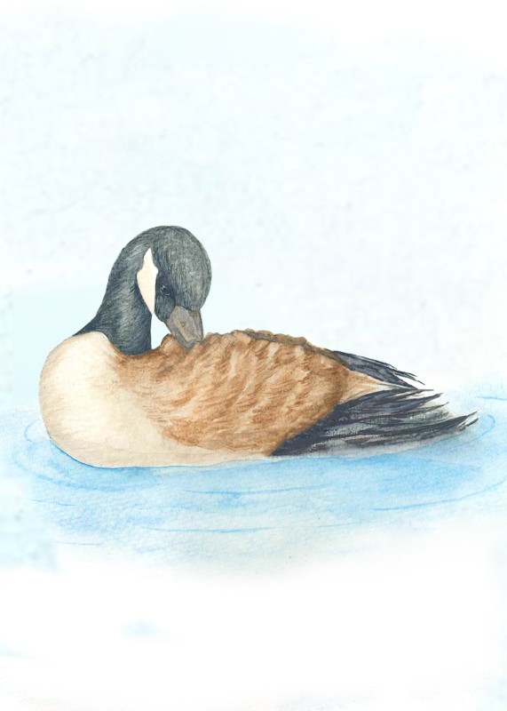 Canada goose - Kaitlyn Linneman
