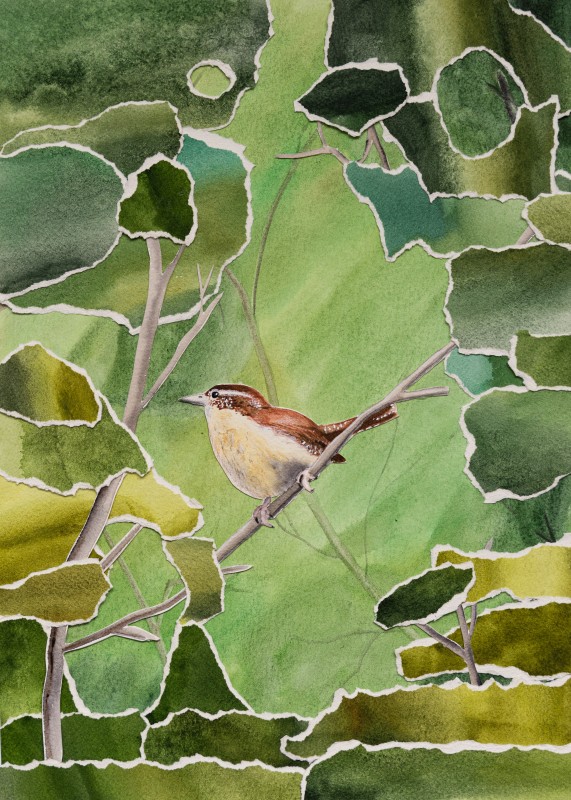 Carolina Wren - Christina Lelache