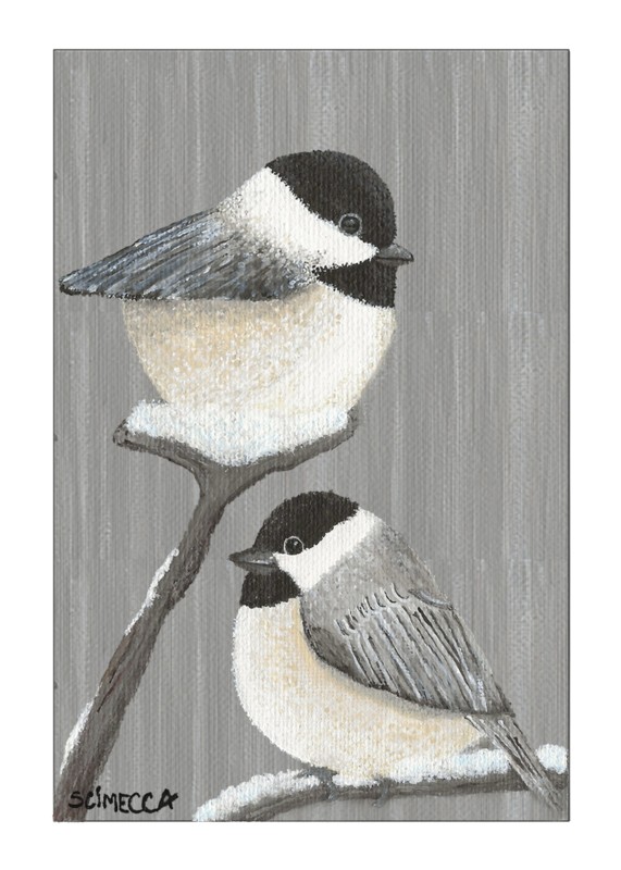 Carolina chickadee - Shannon Scimecca