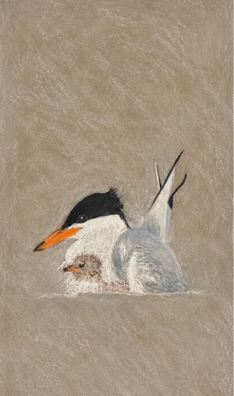 Common tern - Kristen J. Allen NEEDS CROP