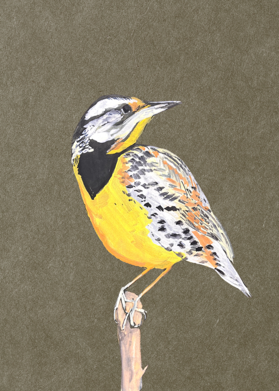 Eastern meadowlark - Arielle Salkin