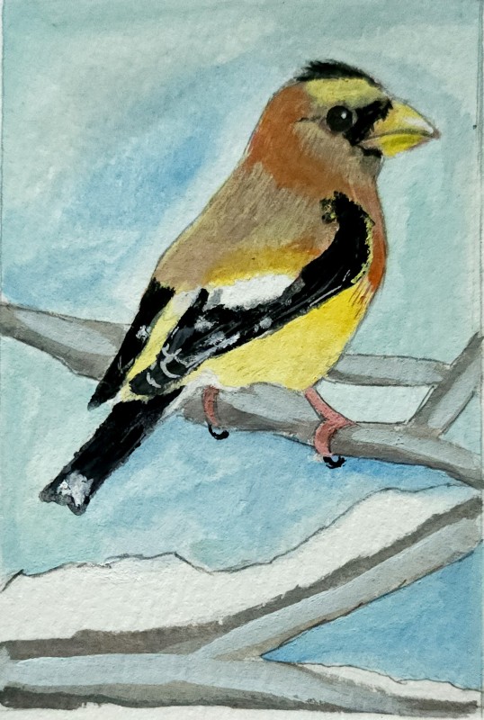 Evening grosbeak - Chanel Correa