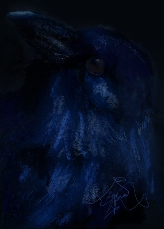 Fish crow - William Kunga