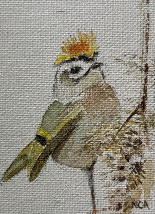 Golden-crowned kinglet - Nancy Allen