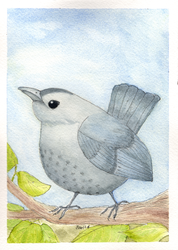 Gray catbird - Carole Henell