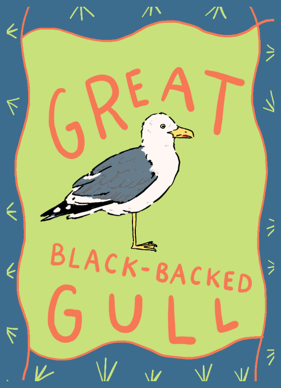 Great black-backed gull - Charlotte Fleming
