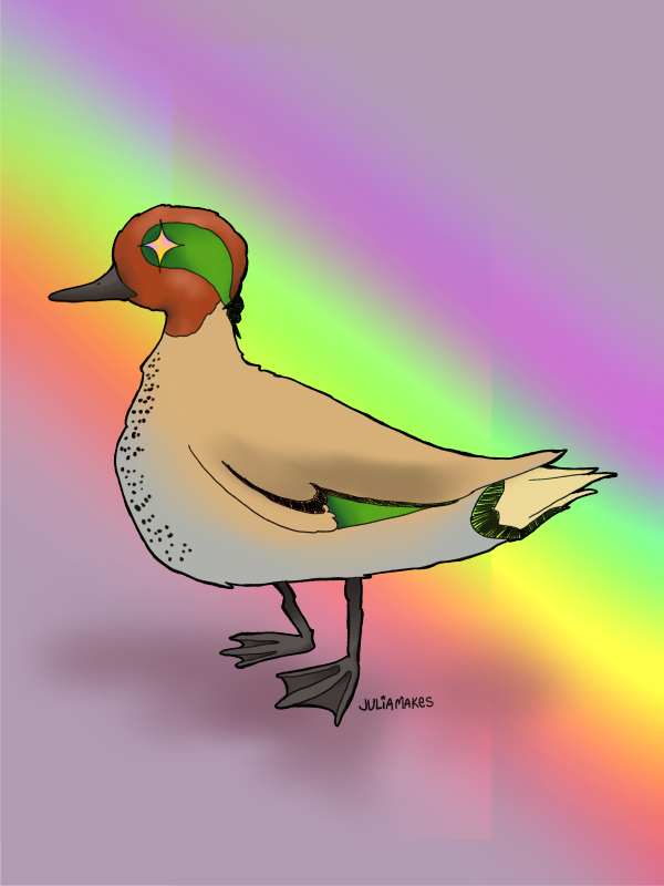 Green-winged teal - Julia Fransko