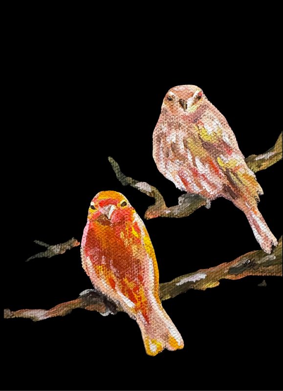 House finch - Pearl Lui