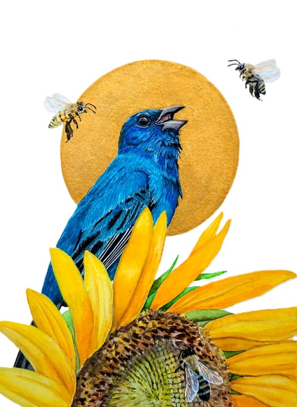 Indigo bunting - Katie Della Terza