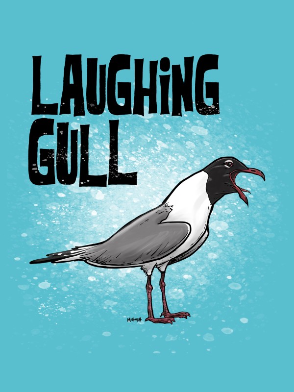 Laughing gull - Jim McHugh