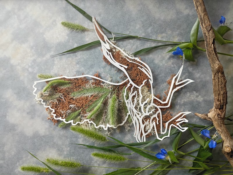 Least bittern - Mary Vila