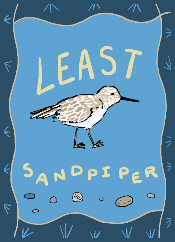 Least sandpiper - Charlotte Fleming