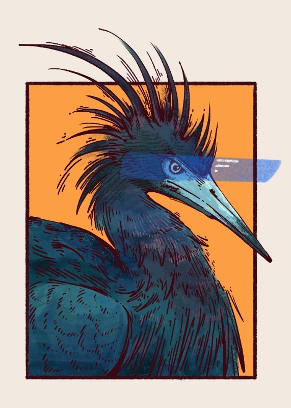 Little blue heron - Jenna Matsumoto