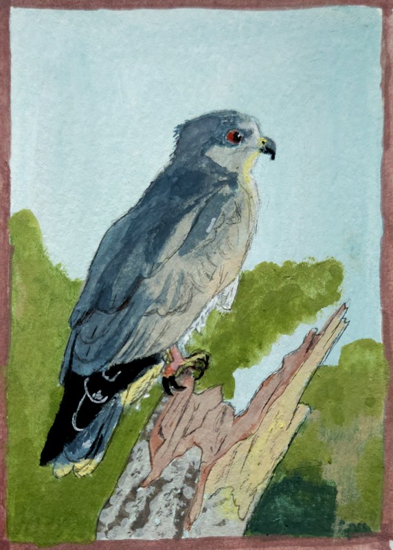 Mississippi kite - Chanel Correa