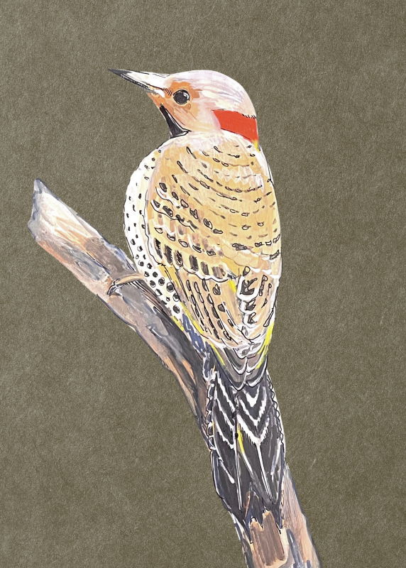 Northern flicker - Arielle Salkin