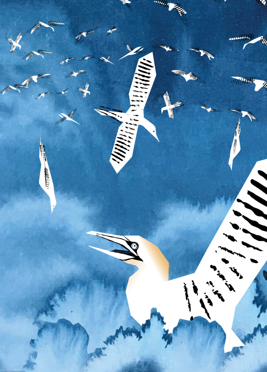 Northern gannet - Sarah Lewis Smith