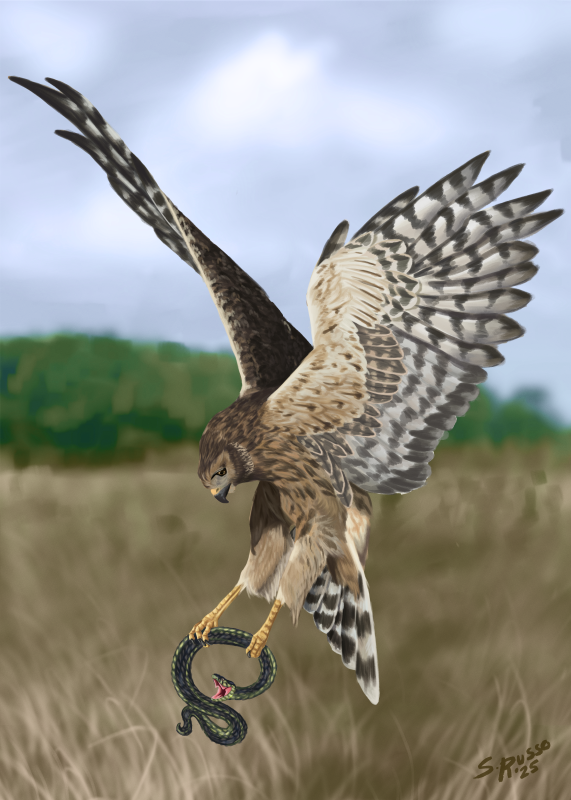 Northern harrier - Sam Russo
