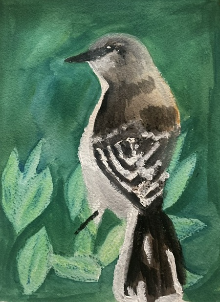 Northern mockingbird - Cathy Greenfeder NEEDS CROP