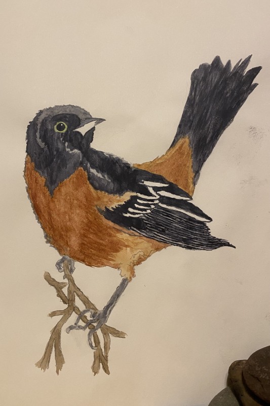 Orchard oriole - Bee DiLuchio CLEAN-UP NEEDED