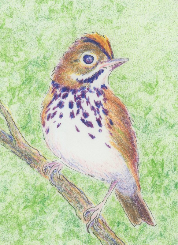 Ovenbird - Susan Byrich