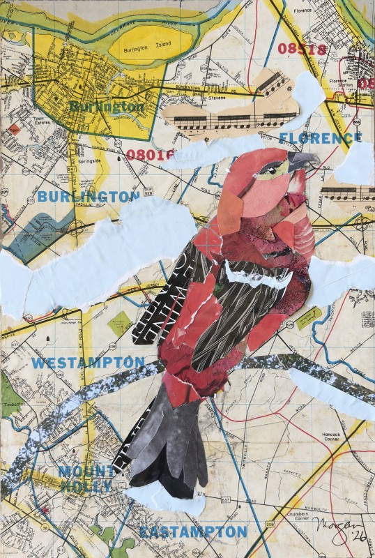 Pine grosbeak - Morgan Robinson