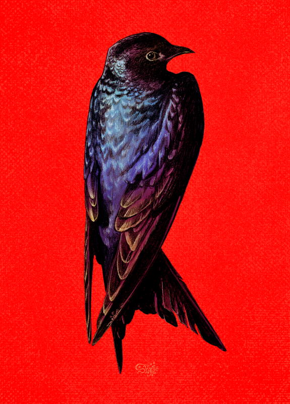 Purple Martin_ Ariana Skye Blaeuer