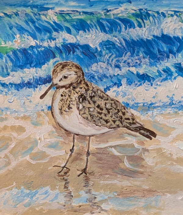 Purple sandpiper - Linda Kelvy