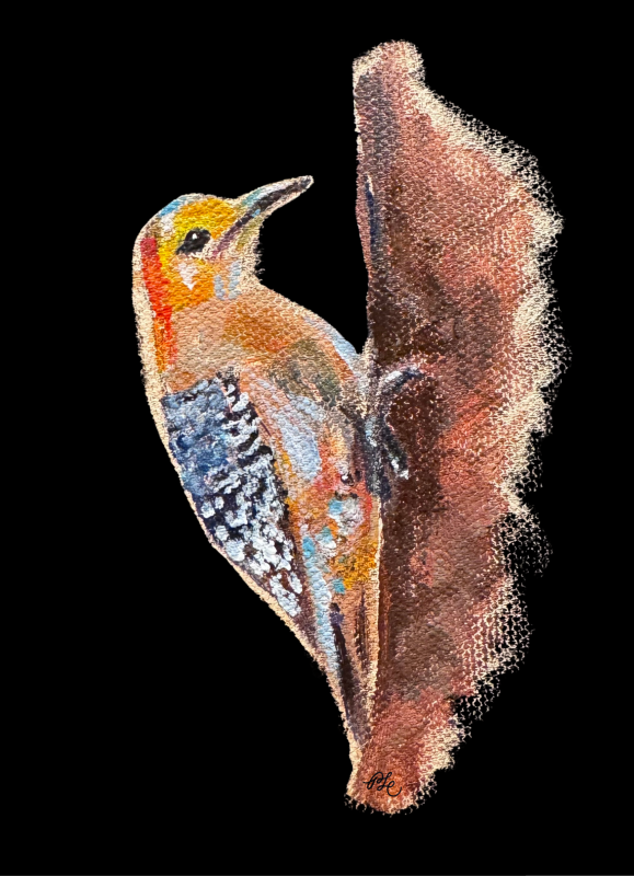 Red-bellied woodpecker - Pearl Lui