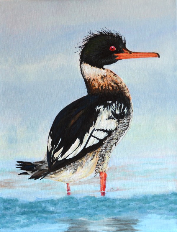 Red-breasted merganser - Megan Jannone