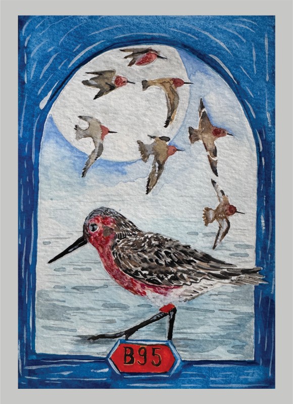 Red knot - Kate Okeson