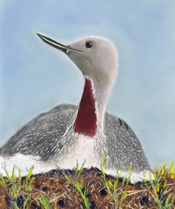 Red-throated loon - Linda Laustsen