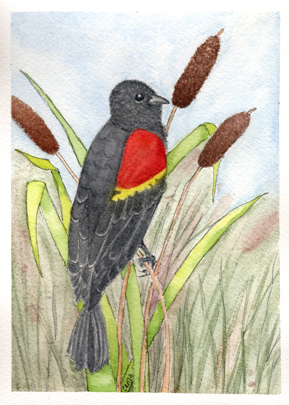 Red-winged blackbird - Carole Henell
