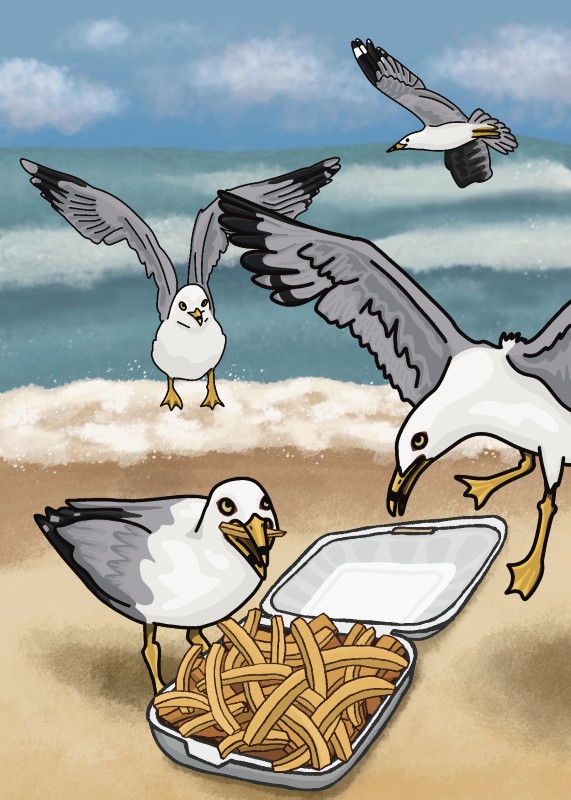 Ring-billed gull - Megan Jannone