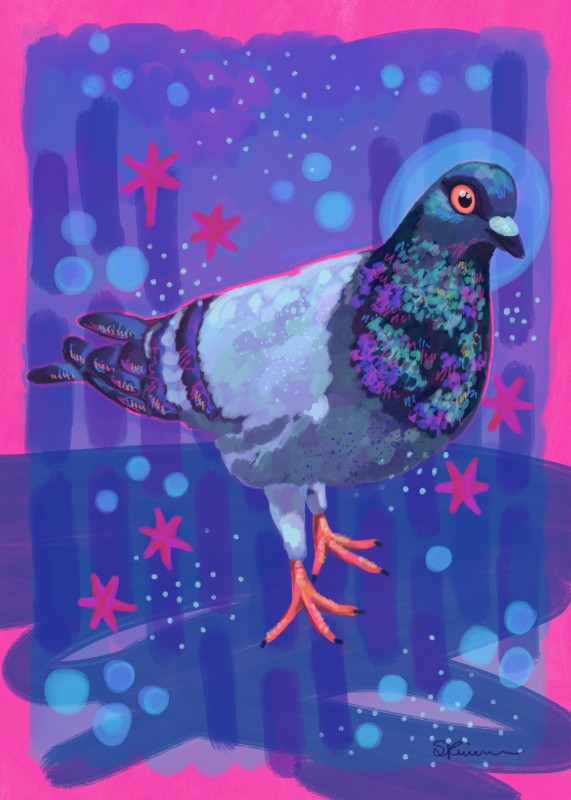Rock pigeon - Samantha Knierim