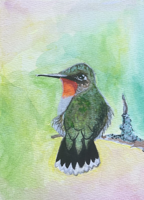 Ruby-throated hummingbird - Audra Held